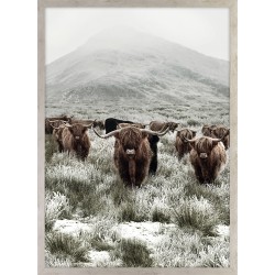 Obraz krowy szkockie