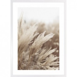 Obraz pampas grass in the...