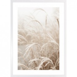 Obraz pampas grass in the...