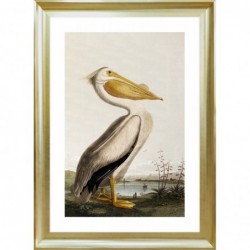 Obraz pelican over the water