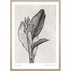 Obraz canna indica leaves