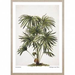 Obraz cabbage-tree palm