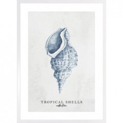 Obraz tropical shells...