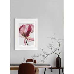 Obraz magnolia flower in the wind