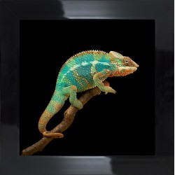 Obraz turkusowy kameleon