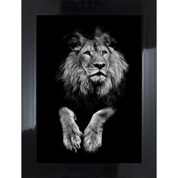 Obraz czarno-biały lew