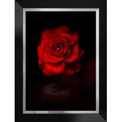 Obraz czerwony kwiat róży