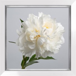 Obraz white flowers I