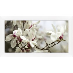 Obraz drzewo magnolii