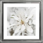 zdjęcie białych kwiatów magnolii