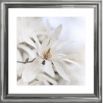 biały kwiat magnolii